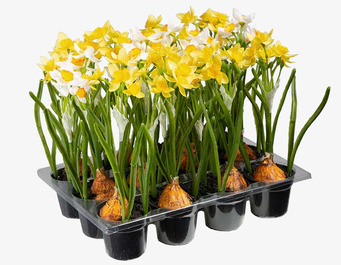 Bild av frodiga narcisser med livfulla färger och detaljer