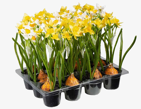 Mini Narciss Mix Mr Plant