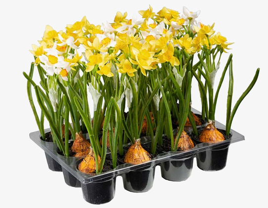 Mini Narciss Mix Mr Plant