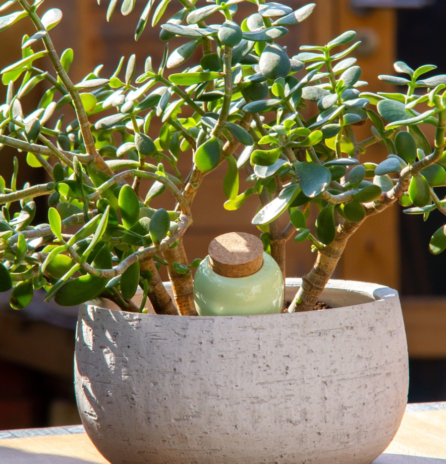 Bevattning Olla Grön Pepin Självbevattnare Självbevattning Bevattningsglas Droppvattnare Droppbevattnare Droppbevattning