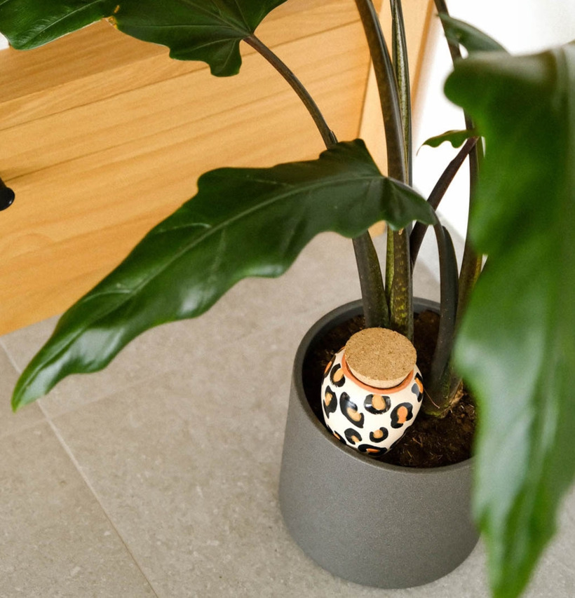 Bild av stilfull inredning med krukväxt och designobjekt