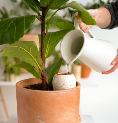 Bild av terrakottakruka med frodig krukväxt och kanna