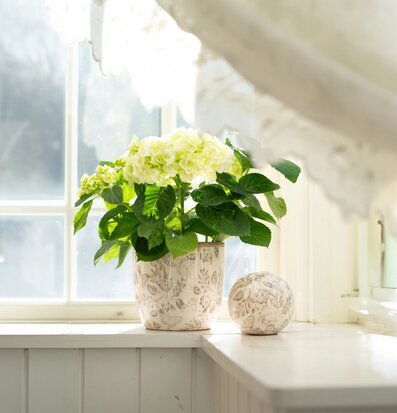 Klot Deko Melinda Beige/Vit Kruka Set/2 Wikholm Form Övrig prydnad/dekoration för inredning innemiljö Krukor Örtkrukor Glaskrukor