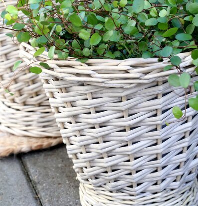 Bild av flätad pilkruka med gröna växter i naturligt ljus