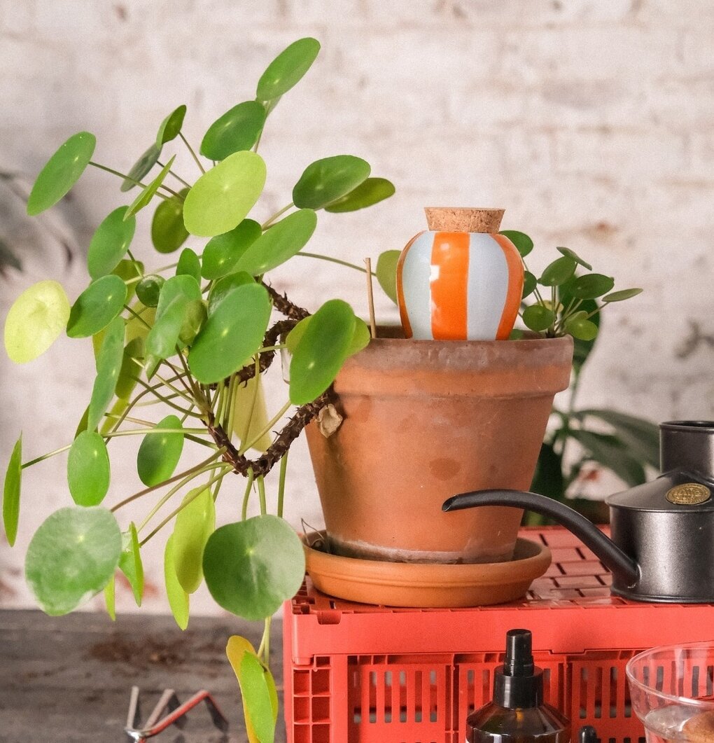 Bevattning Olla Orange Pepin Självbevattnare Självbevattning Bevattningsglas Droppvattnare Droppbevattnare Droppbevattning