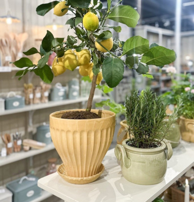 Bild på harmoniskt inrett bord med citronträd och rosmarin