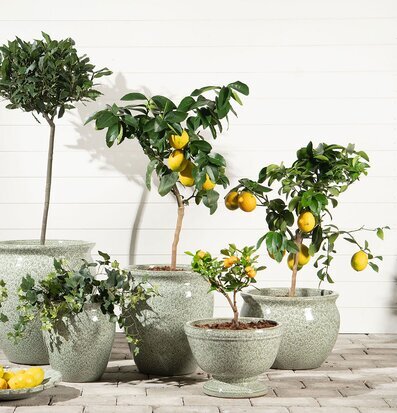 Bild med citronträd och gröna krukor i harmonisk miljö
