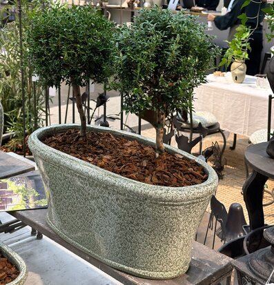 Planteringslåda Rut Grönska Set/3 A Lot Decoration Krukor Örtkrukor Glaskrukor