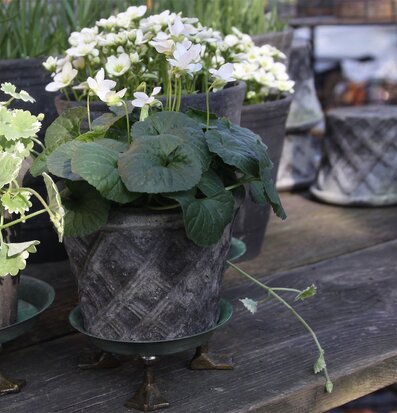 Bild av krukor och fat med ankfötter i naturlig miljö