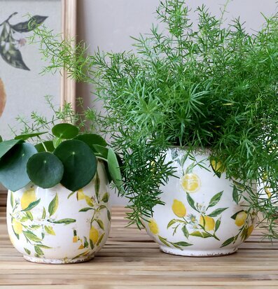 Bild av grönskande stilleben med citronkrukor och växter