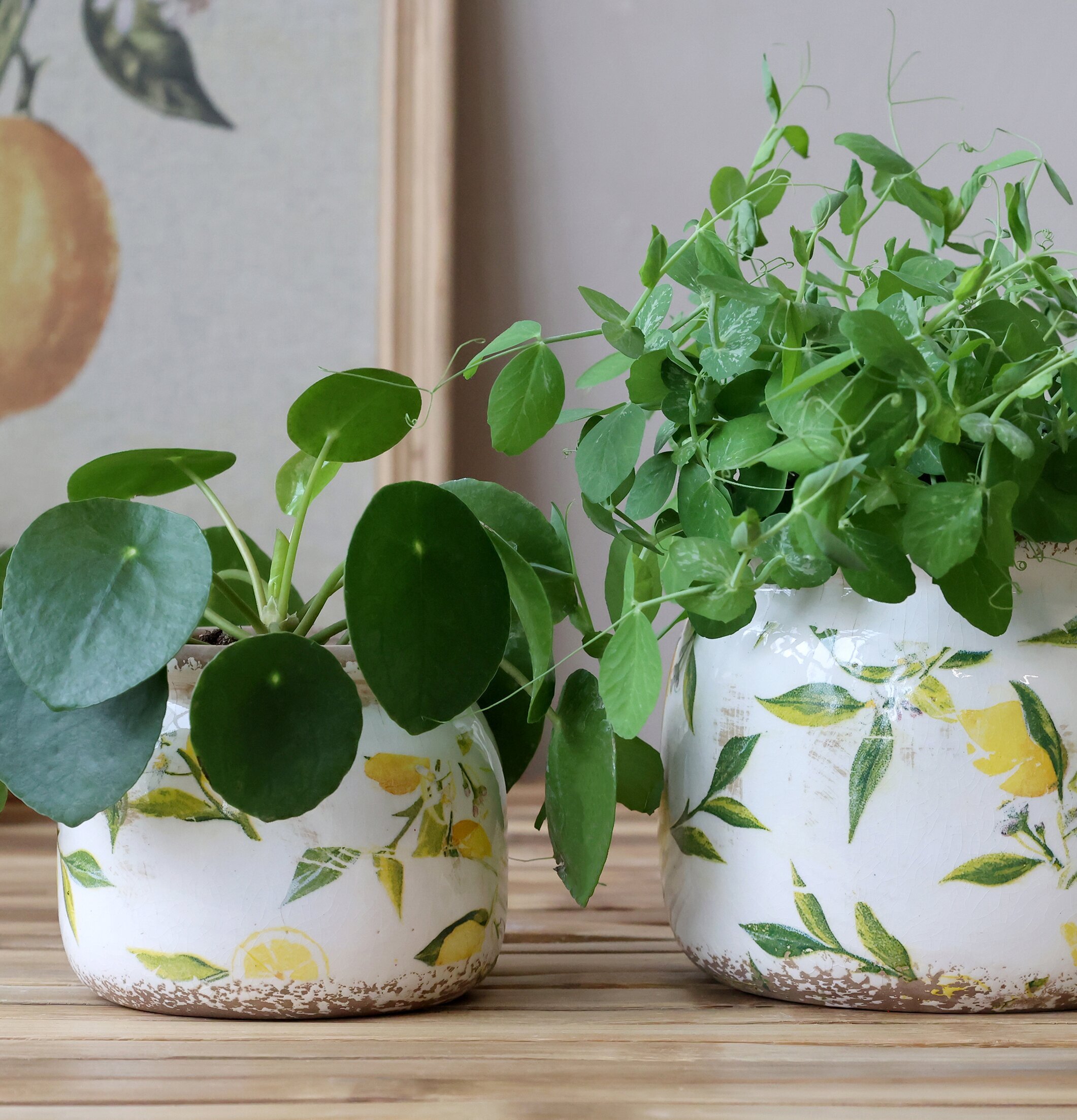 Kruka Limone Creme Ø12cm Chic Antique Krukor Örtkrukor Glaskrukor