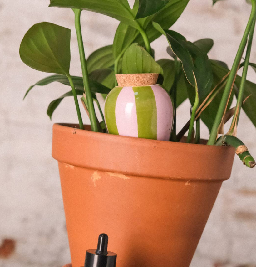 Bevattning Olla Grön & Lila Pepin Självbevattnare Självbevattning Bevattningsglas Droppvattnare Droppbevattnare Droppbevattning