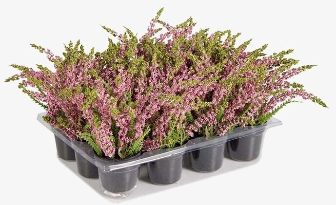 Ljung Cerise Mr Plant Konstväxter Konstblommor Plastväxter Plastblommor