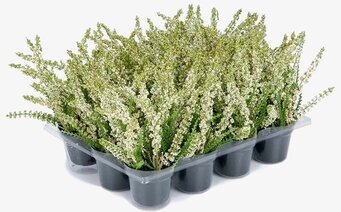 Ljung Vit Mr Plant Konstväxter Konstblommor Plastväxter Plastblommor