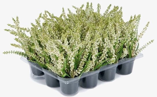 Ljung Vit Mr Plant Konstväxter Konstblommor Plastväxter Plastblommor