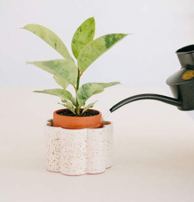 Foto: Självvattnande kruka med växt och vattenkanna