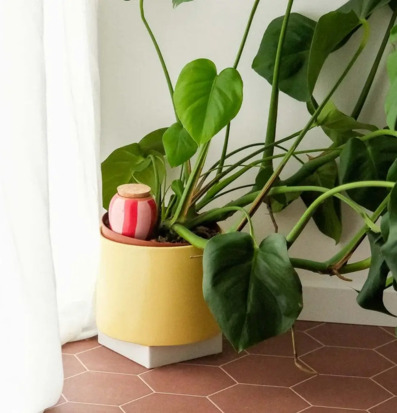 Bevattning Olla Röd/Rosa Pepin Självbevattnare Självbevattning Bevattningsglas Droppvattnare Droppbevattnare Droppbevattning