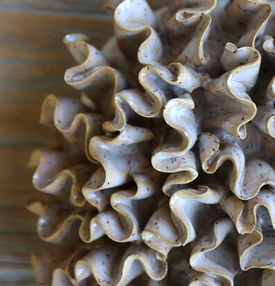 Dekoration Korall Latte Chic Antique Övrig prydnad/dekoration för inredning innemiljö