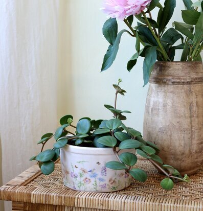 Foto: Stilleben med blommönstrad kruka och växter