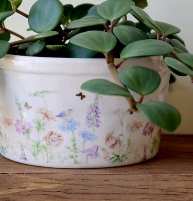 Foto: Krackelerad blomkruka med grön växt närbild