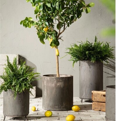 Bild: Patinerade metallkrukor med citronträd uteplats