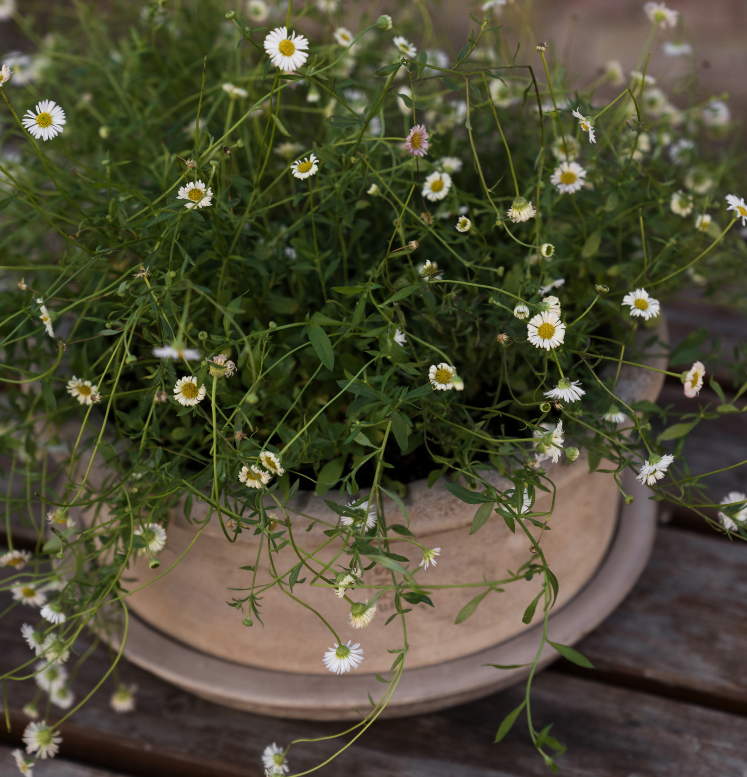 Kruka Med Fat - Ernst Krukor Örtkrukor Glaskrukor