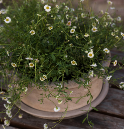 Kruka Med Fat - Ernst Krukor Örtkrukor Glaskrukor