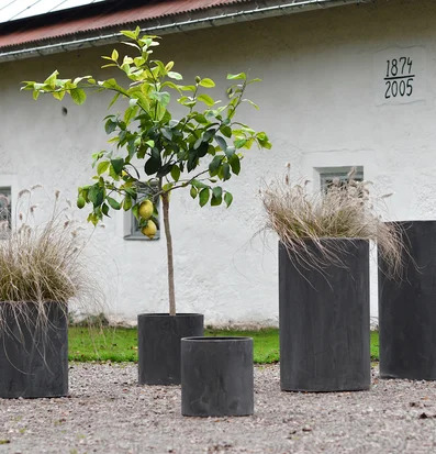Foto: Mörkgrå metallkrukor på grus med citronträd