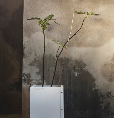 Plåtkruka ERNST Vit från Ernst med unga trädplantor