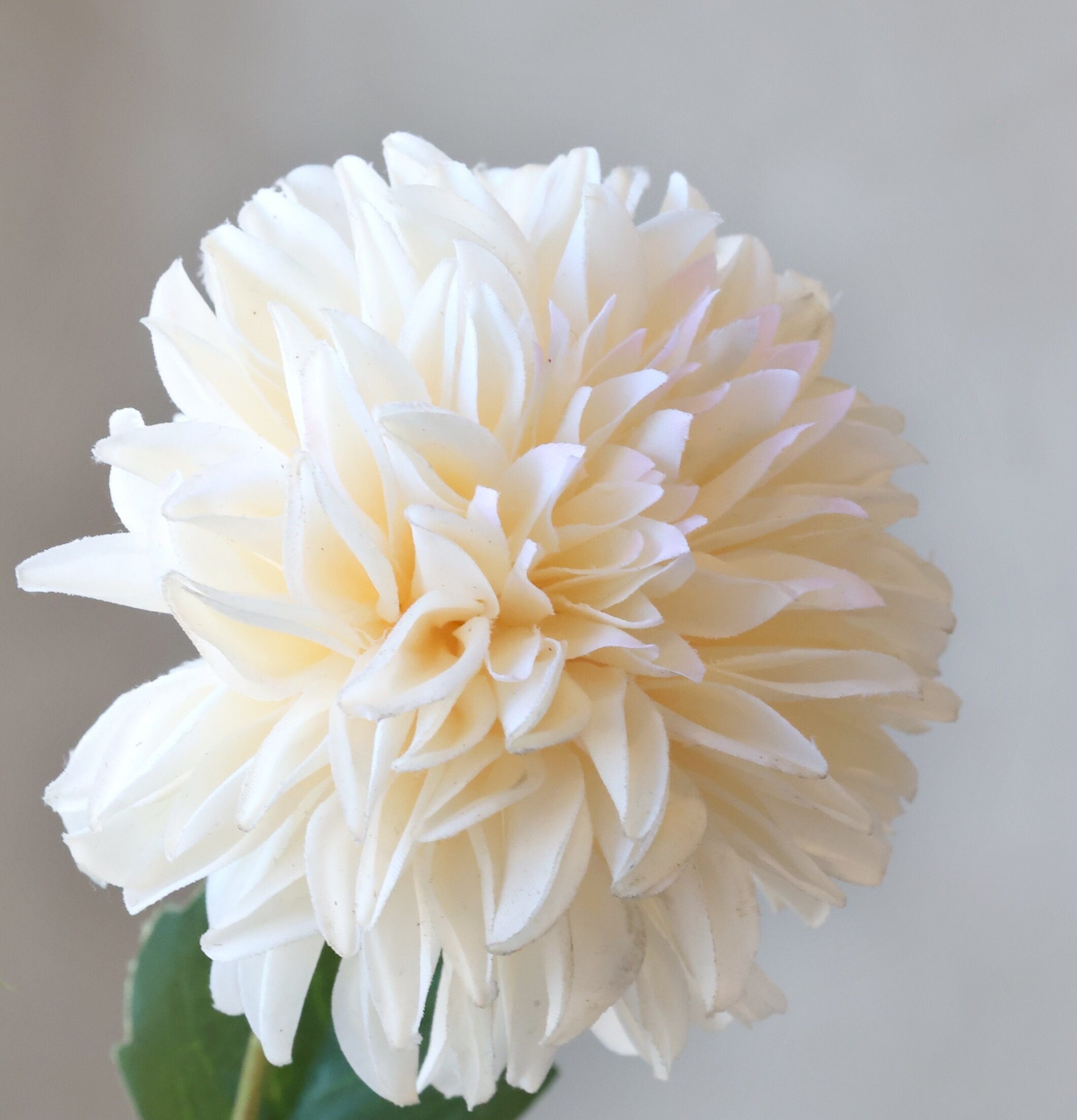 Fleur Dahlia Silk Touch Champagne 44 cm Chic Antique Konstväxter Konstblommor Plastväxter Plastblommor