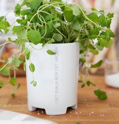 Ernst Mugg Citat Tid med örter på träyta i köksmiljö