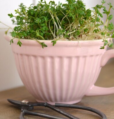 Vispskål Mynte French Grey från IB Laursen med kryddväxter