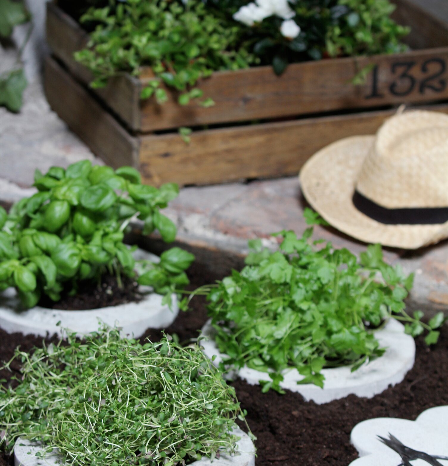 Plantcirkel Rosmarin från Dixie i en välskött trädgård