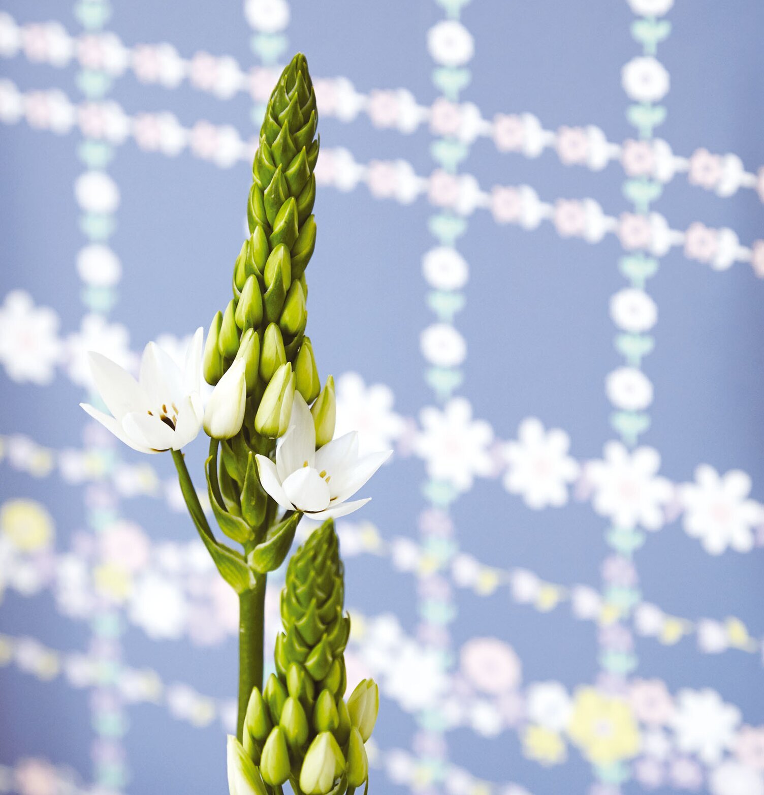 Tapet Rice från Rice med färgglatt blommönster och blå bakgrund