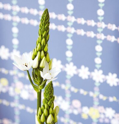 Tapet Rice från Rice med färgglatt blommönster och blå bakgrund