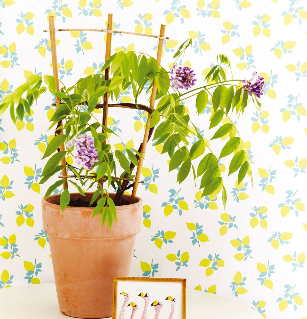 Tapet - Juicy Lemon Off-White från Rice med citronmönster