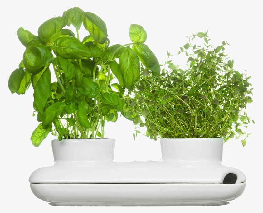 Herbs Örtkruka Duo från Sagaform med basilika och timjan