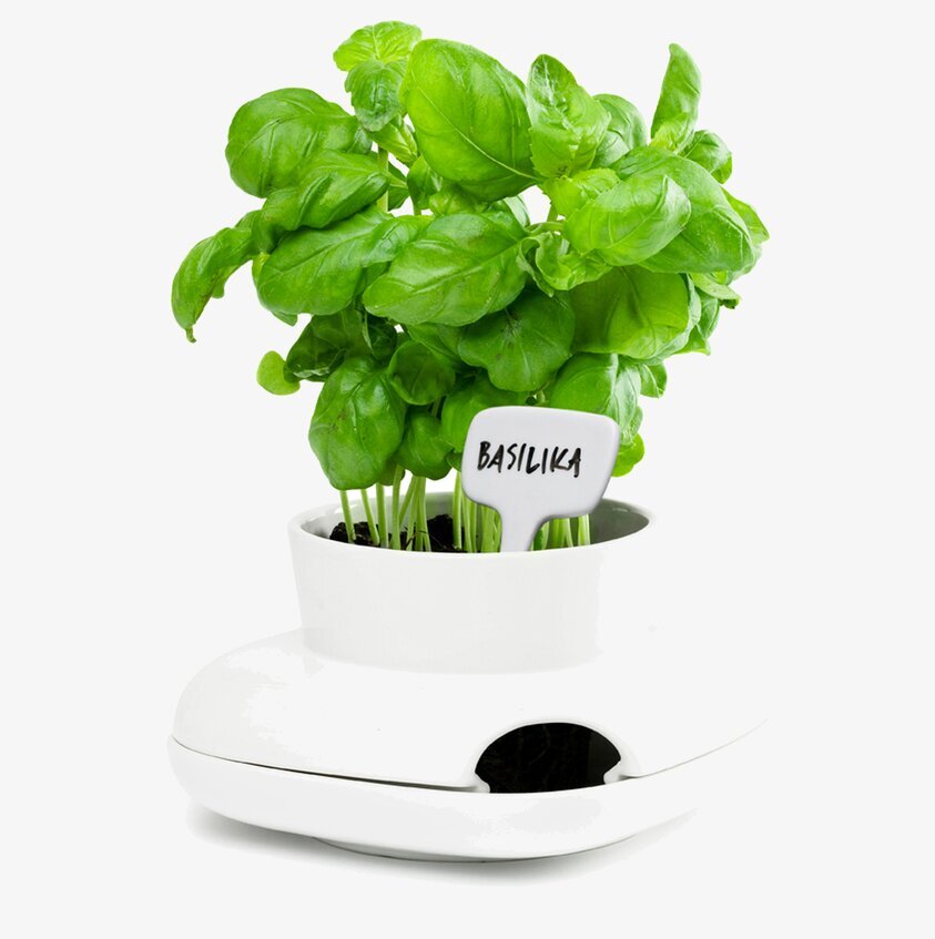 Herbs Hold Örtkruka från Sagaform med frodig basilika