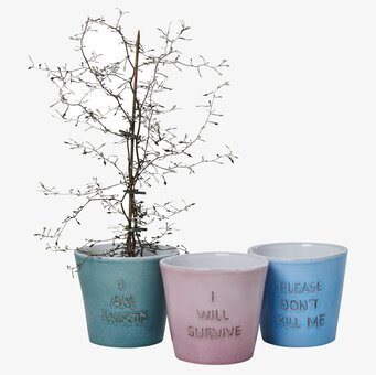Blomkruka I Will Survive från Rice med två andra krukor