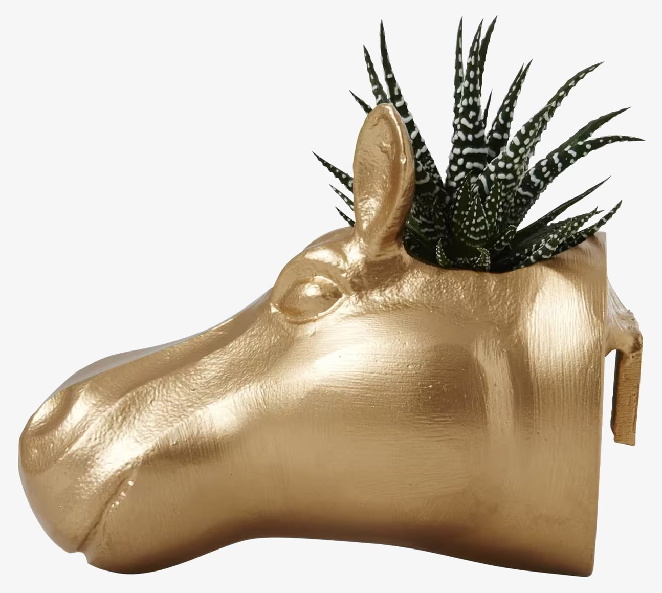 Hängande Kruka Flodhäst från Rice med guldig yta och växt