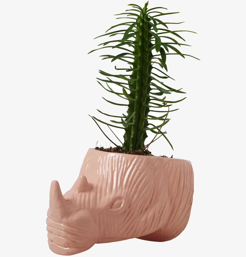 Hängande Kruka Noshörning Korall från Rice med grön växt