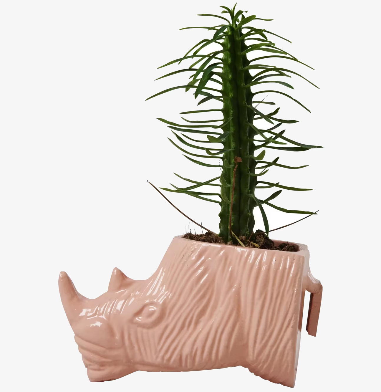 Hängande Kruka Noshörning Korall från Rice i korallrosa