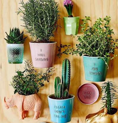 Hängande Kruka Noshörning Korall från Rice på trävägg