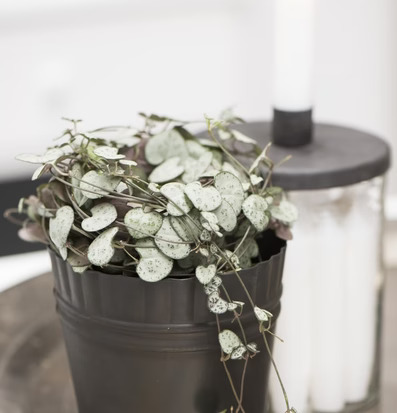 Ljusstake Glasburk från IB Laursen med mörkgrått metallock